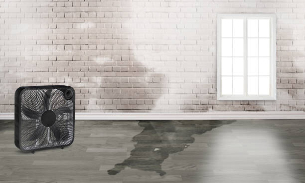 Best Professional water damage repair  in Warm Mineral Springs, FL
